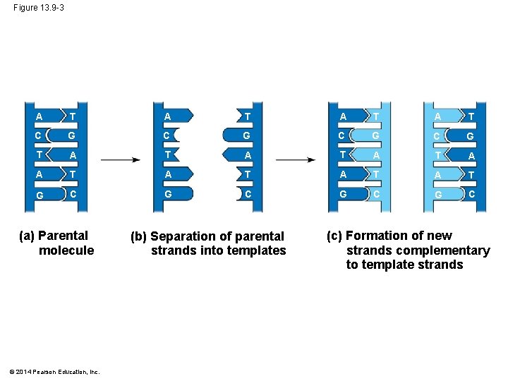 Figure 13. 9 -3 A T A T C G C G T A