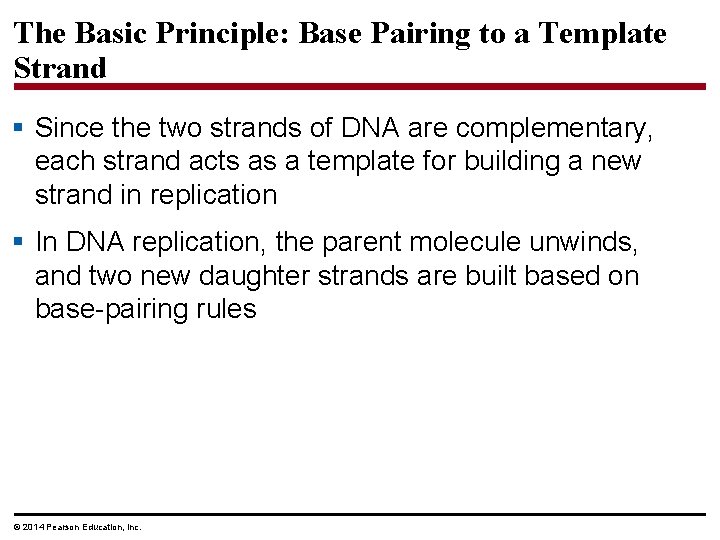 The Basic Principle: Base Pairing to a Template Strand § Since the two strands