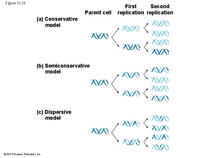 Figure 13. 10 Parent cell (a) Conservative model (b) Semiconservative model (c) Dispersive model
