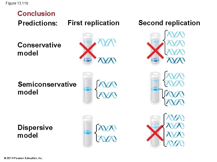 Figure 13. 11 b Conclusion Predictions: First replication Conservative model Semiconservative model Dispersive model
