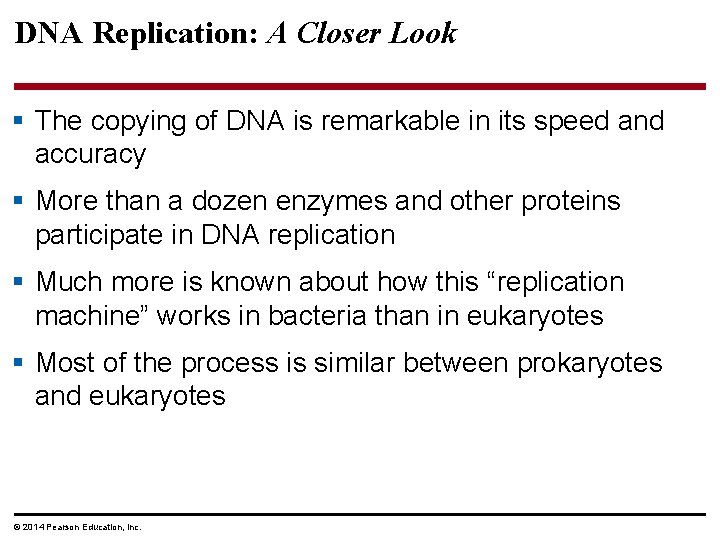 DNA Replication: A Closer Look § The copying of DNA is remarkable in its