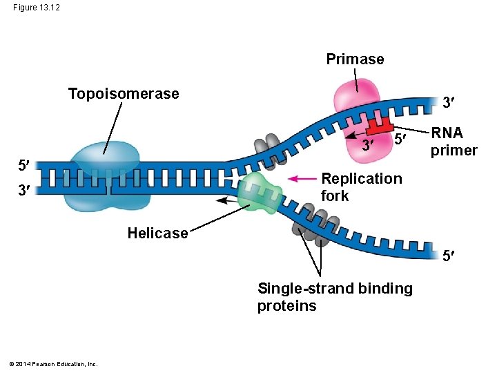 Figure 13. 12 Primase Topoisomerase 3 3 5 5 RNA primer Replication fork 3