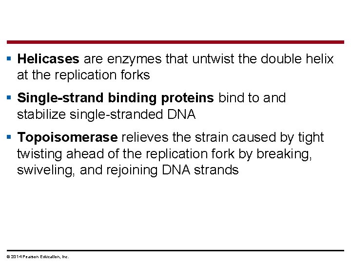 § Helicases are enzymes that untwist the double helix at the replication forks §