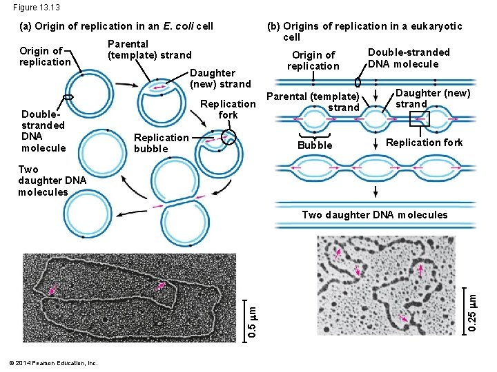 Figure 13. 13 (a) Origin of replication in an E. coli cell Origin of