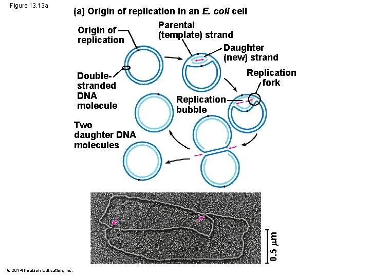 Figure 13. 13 a (a) Origin of replication in an E. coli cell Parental