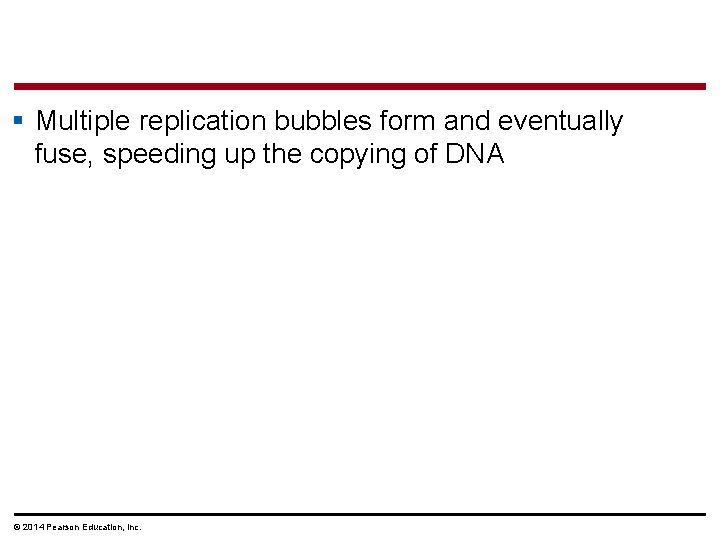 § Multiple replication bubbles form and eventually fuse, speeding up the copying of DNA