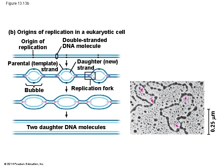 Figure 13. 13 b (b) Origins of replication in a eukaryotic cell Double-stranded Origin