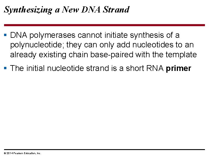 Synthesizing a New DNA Strand § DNA polymerases cannot initiate synthesis of a polynucleotide;