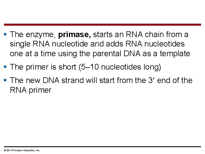 § The enzyme, primase, starts an RNA chain from a single RNA nucleotide and