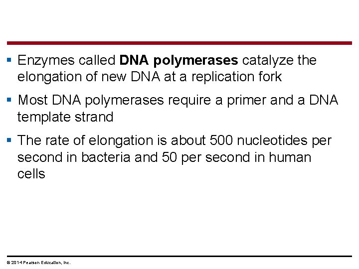 § Enzymes called DNA polymerases catalyze the elongation of new DNA at a replication
