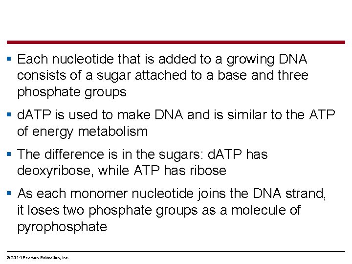 § Each nucleotide that is added to a growing DNA consists of a sugar