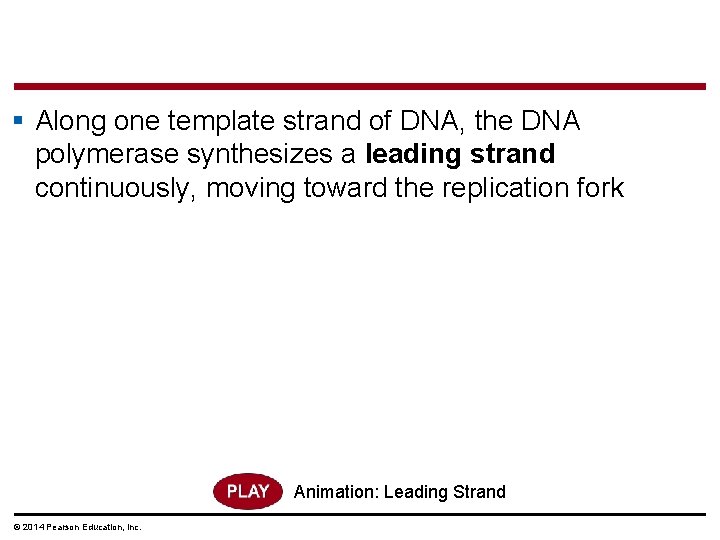 § Along one template strand of DNA, the DNA polymerase synthesizes a leading strand