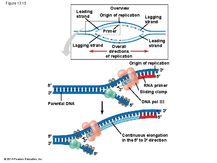Figure 13. 15 Overview Leading strand Origin of replication Lagging strand Primer Lagging strand