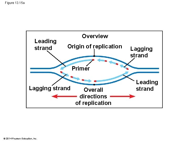 Figure 13. 15 a Leading strand Overview Origin of replication Lagging strand Primer Lagging