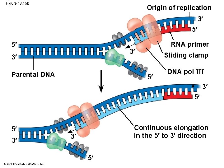 Figure 13. 15 b Origin of replication 3 5 5 RNA primer 3 3