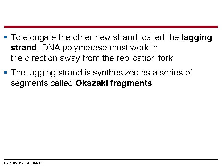 § To elongate the other new strand, called the lagging strand, DNA polymerase must