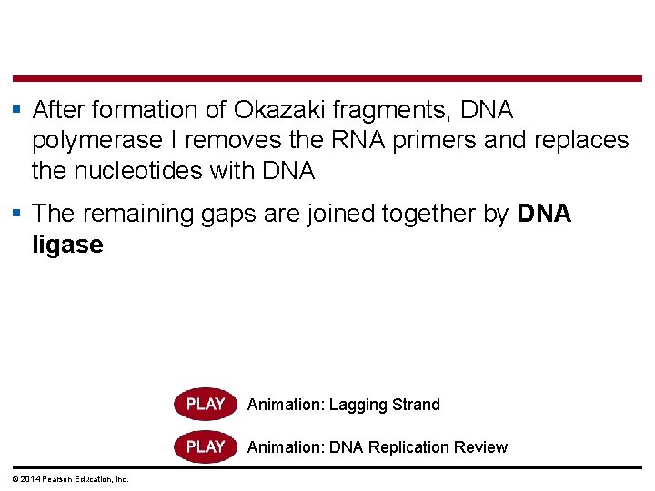 § After formation of Okazaki fragments, DNA polymerase I removes the RNA primers and