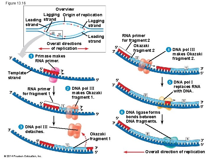 Figure 13. 16 Overview Lagging Origin of replication Leading strand Lagging strand Overall directions