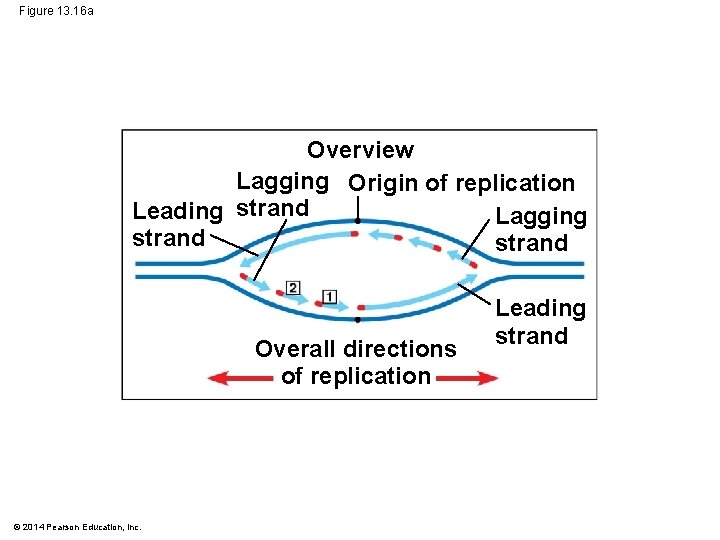 Figure 13. 16 a Overview Lagging Origin of replication Leading strand Lagging strand Overall