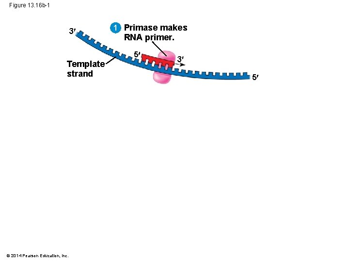 Figure 13. 16 b-1 3 Template strand © 2014 Pearson Education, Inc. 1 Primase