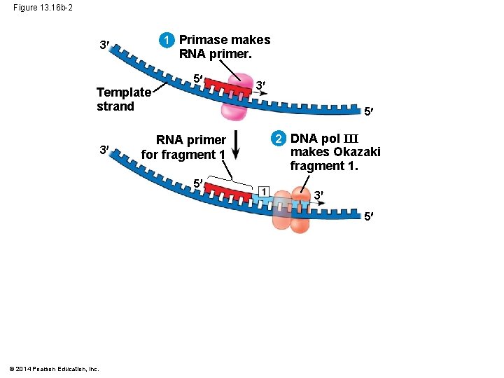 Figure 13. 16 b-2 1 Primase makes 3 RNA primer. Template strand 3 5