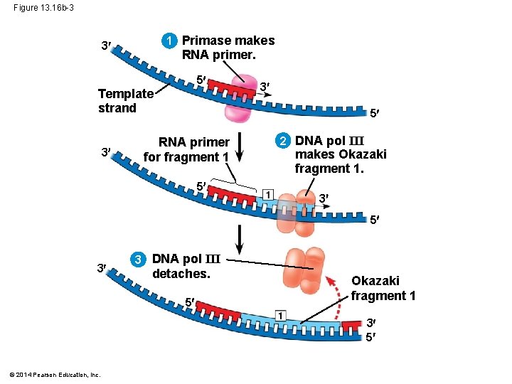 Figure 13. 16 b-3 1 Primase makes 3 RNA primer. 5 Template strand 3