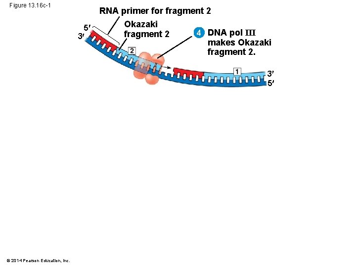 Figure 13. 16 c-1 5 3 RNA primer for fragment 2 Okazaki 4 DNA