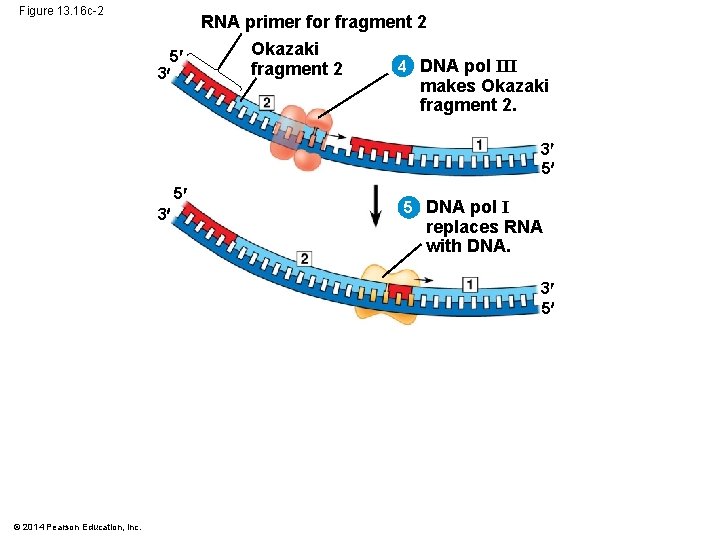 Figure 13. 16 c-2 5 3 RNA primer for fragment 2 Okazaki 4 DNA