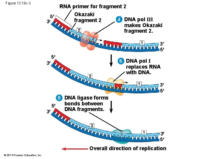 Figure 13. 16 c-3 5 3 RNA primer for fragment 2 Okazaki 4 DNA