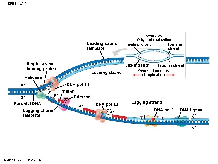 Figure 13. 17 Leading strand template Single-strand binding proteins Leading strand Helicase Overview Origin