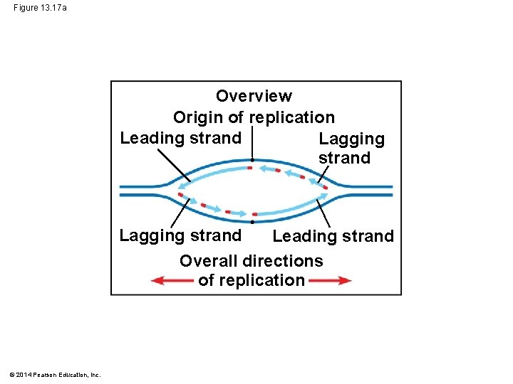 Figure 13. 17 a Overview Origin of replication Leading strand Lagging strand Leading strand