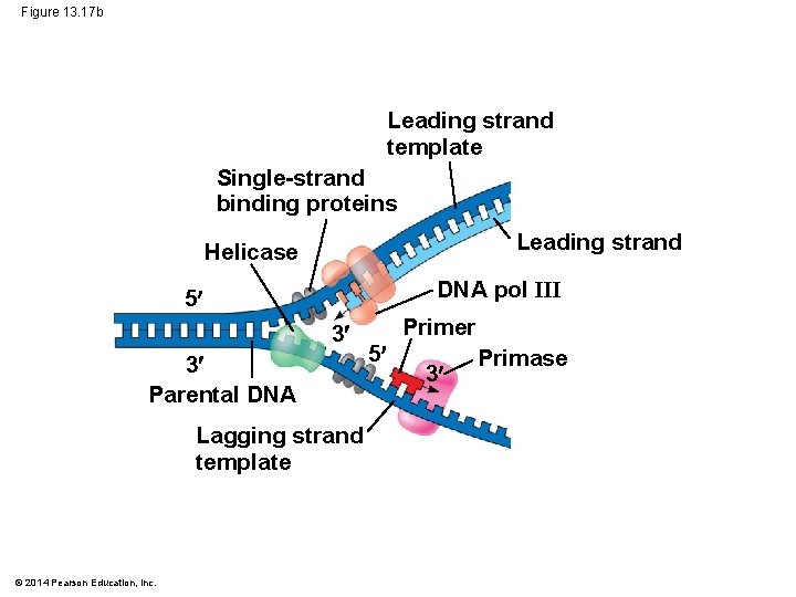 Figure 13. 17 b Leading strand template Single-strand binding proteins Leading strand Helicase DNA
