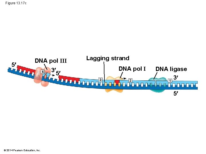 Figure 13. 17 c 5 DNA pol III 3 5 Lagging strand DNA pol