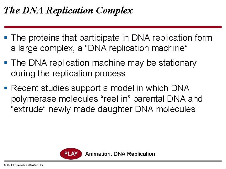 The DNA Replication Complex § The proteins that participate in DNA replication form a