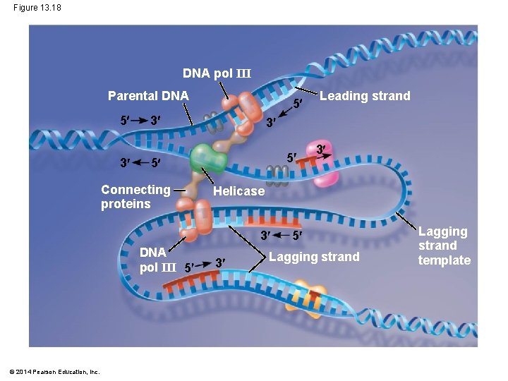 Figure 13. 18 DNA pol III Parental DNA 5 3 5 3 3 5