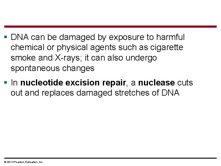 § DNA can be damaged by exposure to harmful chemical or physical agents such