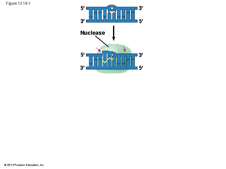 Figure 13. 19 -1 5 3 3 5 Nuclease © 2014 Pearson Education, Inc.