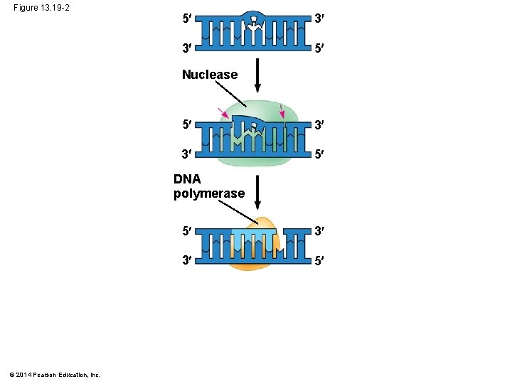 Figure 13. 19 -2 5 3 3 5 Nuclease 5 3 3 5 DNA