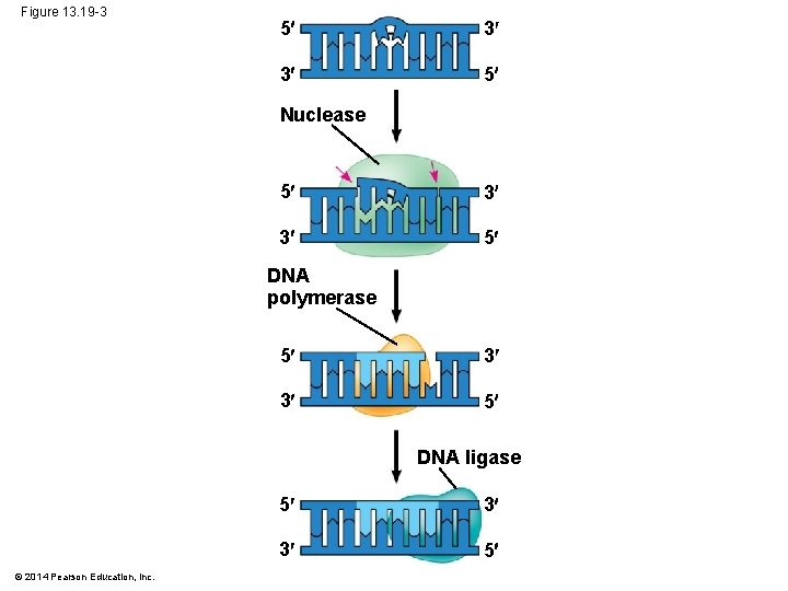 Figure 13. 19 -3 5 3 3 5 Nuclease 5 3 3 5 DNA