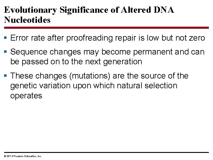 Evolutionary Significance of Altered DNA Nucleotides § Error rate after proofreading repair is low