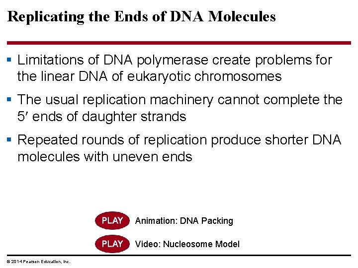 Replicating the Ends of DNA Molecules § Limitations of DNA polymerase create problems for