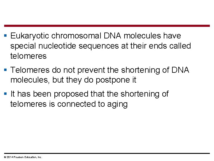 § Eukaryotic chromosomal DNA molecules have special nucleotide sequences at their ends called telomeres