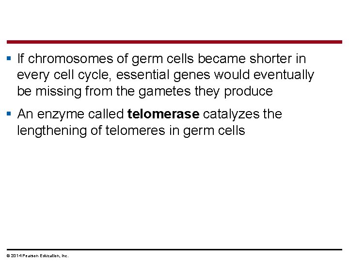 § If chromosomes of germ cells became shorter in every cell cycle, essential genes