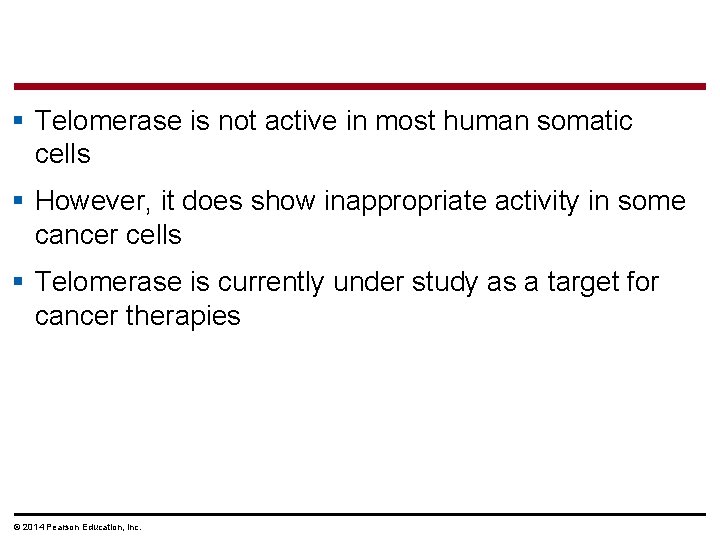 § Telomerase is not active in most human somatic cells § However, it does