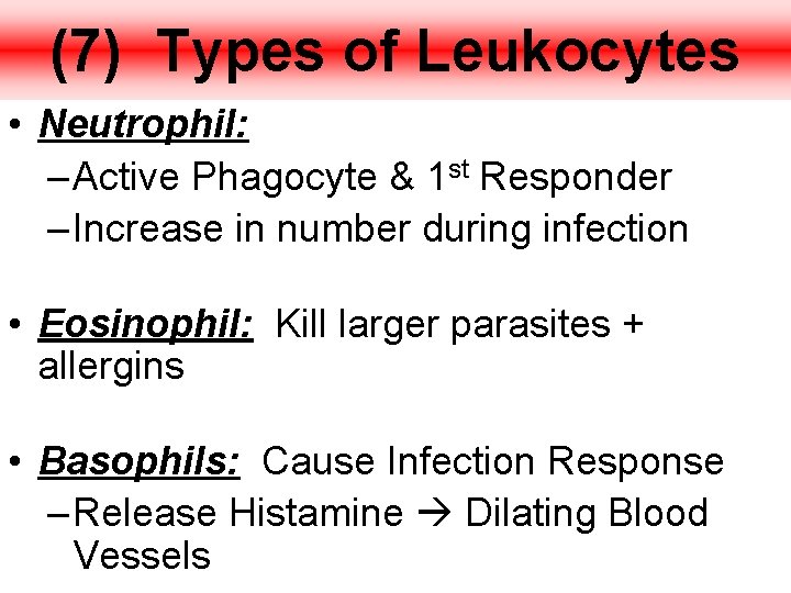 (7) Types of Leukocytes • Neutrophil: – Active Phagocyte & 1 st Responder –