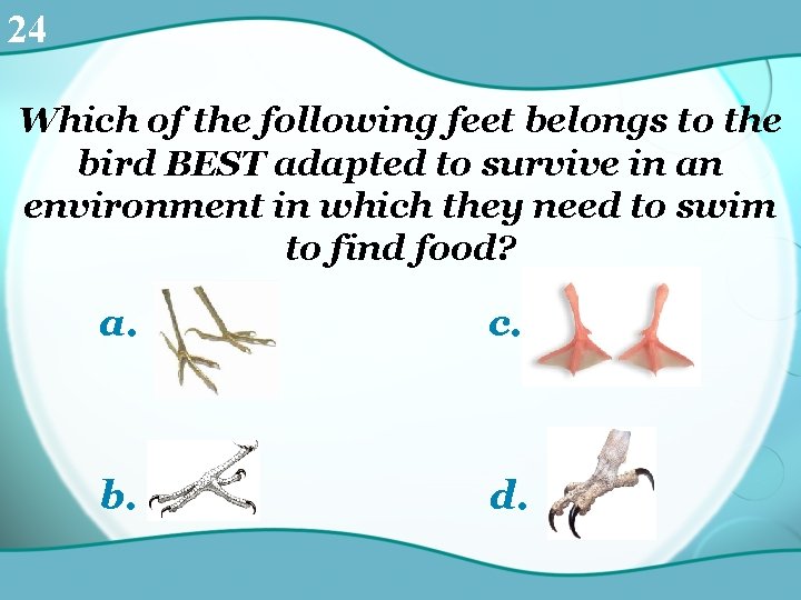 24 Which of the following feet belongs to the bird BEST adapted to survive