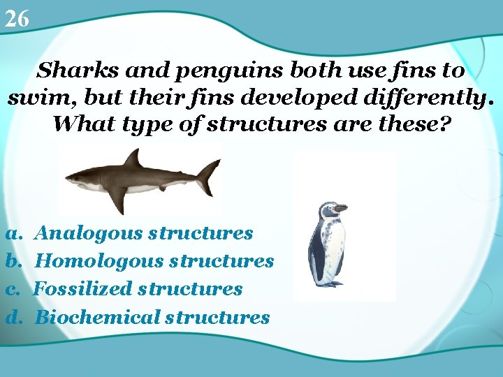 26 Sharks and penguins both use fins to swim, but their fins developed differently.