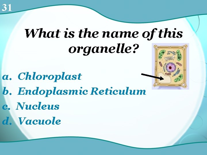 31 What is the name of this organelle? a. b. c. d. Chloroplast Endoplasmic