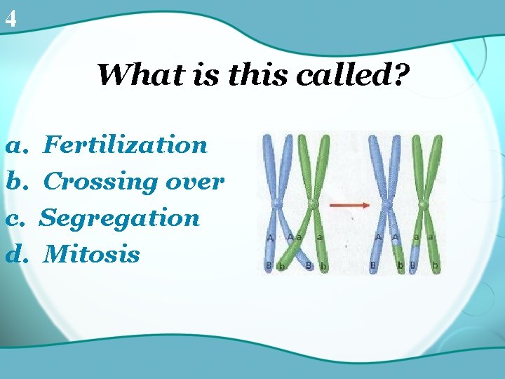 4 What is this called? a. b. c. d. Fertilization Crossing over Segregation Mitosis