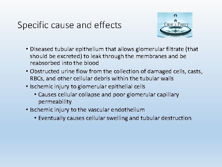 Specific cause and effects • Diseased tubular epithelium that allows glomerular filtrate (that should